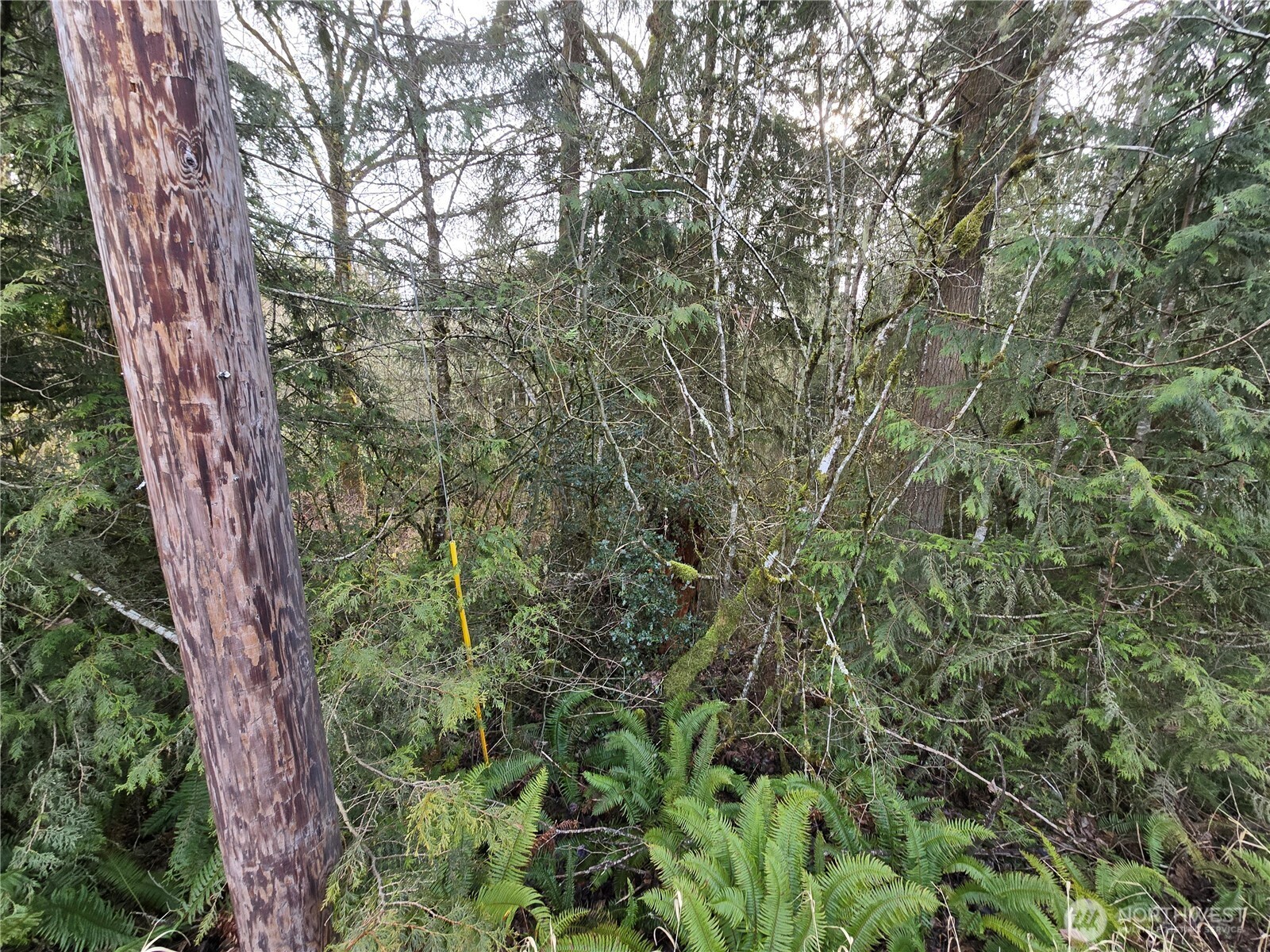 15102 Scott Turner Road East Eatonville, WA 98328 - Photo 2 of 4 a view of a city with lush green forest