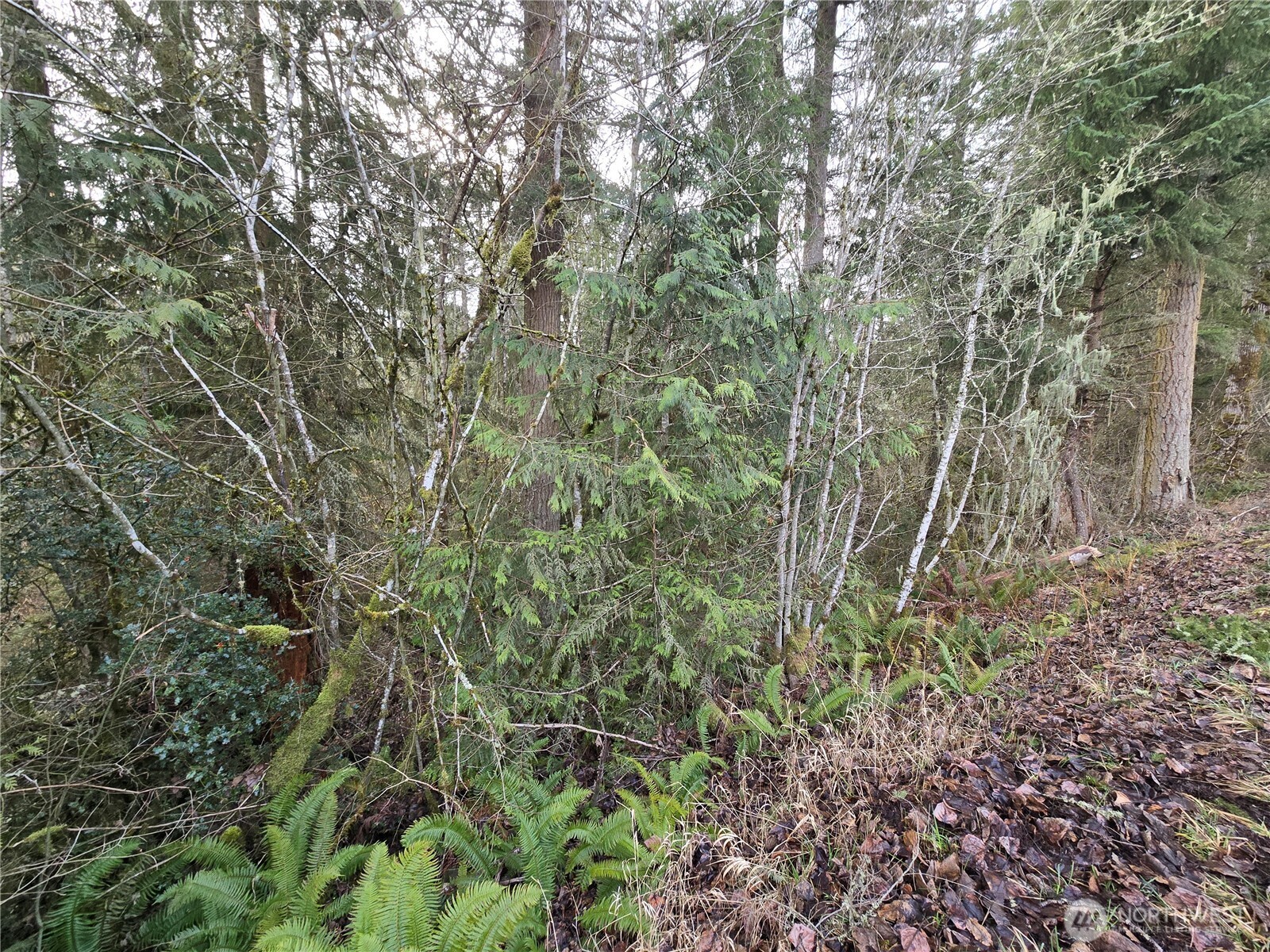 15102 Scott Turner Road East Eatonville, WA 98328 - Photo 3 of 4 a view of a yard