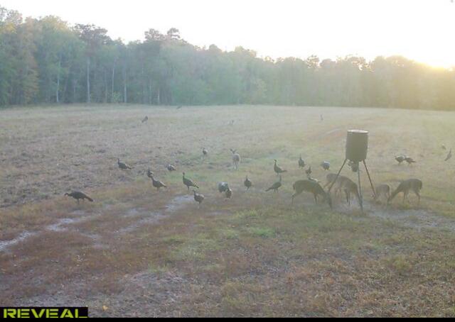 1384 Sandy Landing Lane Round O, SC 29474 - Photo 38 of 49 deer and turkeys