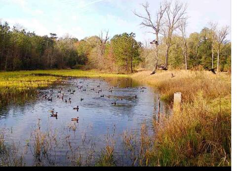 1384 Sandy Landing Lane Round O, SC 29474 - Photo 39 of 49 duck