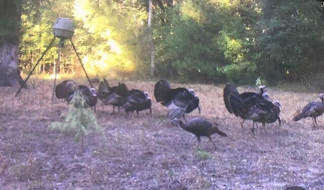 1384 Sandy Landing Lane Round O, SC 29474 - Photo 42 of 49 gobblers