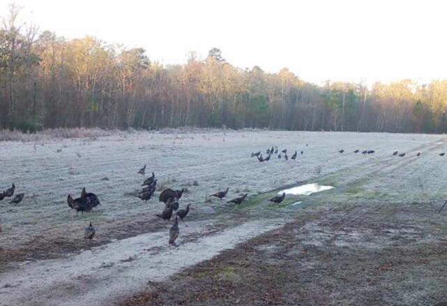 1384 Sandy Landing Lane Round O, SC 29474 - Photo 43 of 49 turkeys