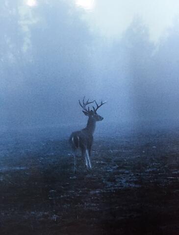 1384 Sandy Landing Lane Round O, SC 29474 - Photo 44 of 49 AM buck