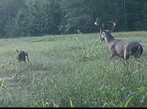 1384 Sandy Landing Lane Round O, SC 29474 - Photo 45 of 49 buck chasing doe