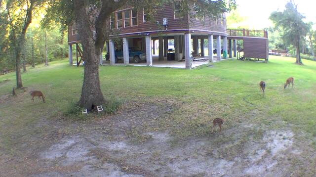 1384 Sandy Landing Lane Round O, SC 29474 - Photo 48 of 49 deer at house