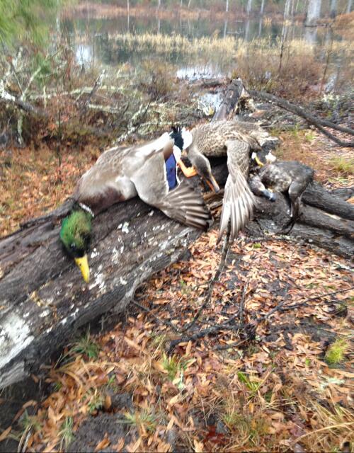 1384 Sandy Landing Lane Round O, SC 29474 - Photo 49 of 49 wild mallards