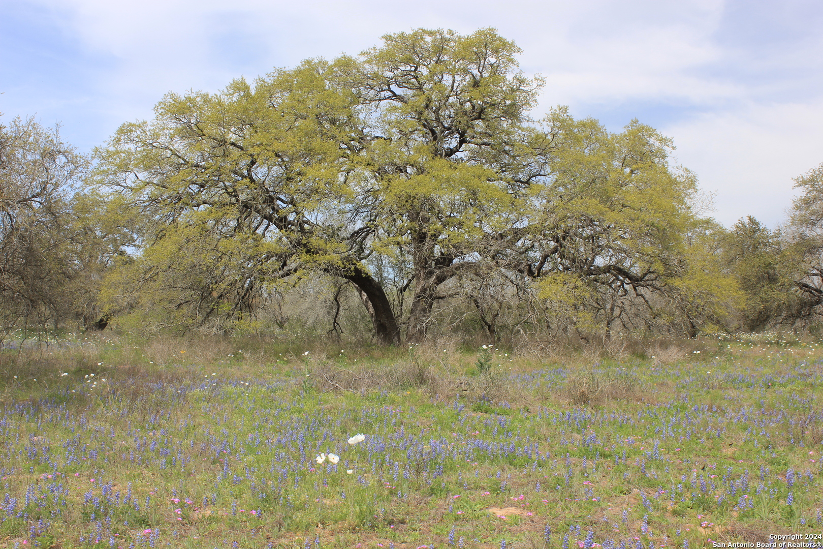818 Encino Way Natalia, TX 78059 - Photo 14 of 23