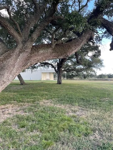 a view of a trees in a yard