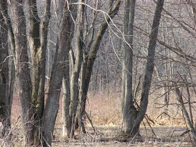 South County Line Road Homer, MI 49245 - Photo 4 of 9 Additional Photo