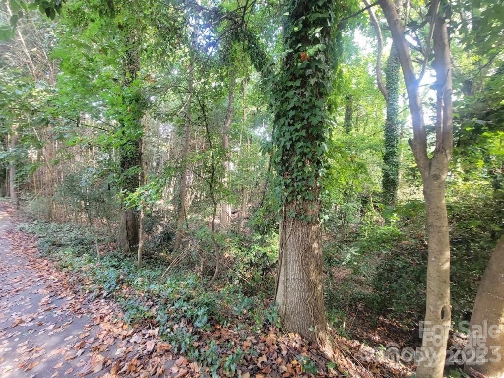 3007 Point Clear Drive Tega Cay, SC 29708 - Photo 3 of 4 a view of a forest that has large trees