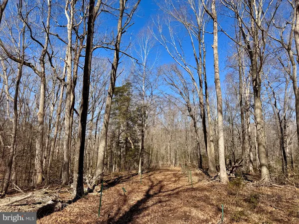 a view of backyard with trees