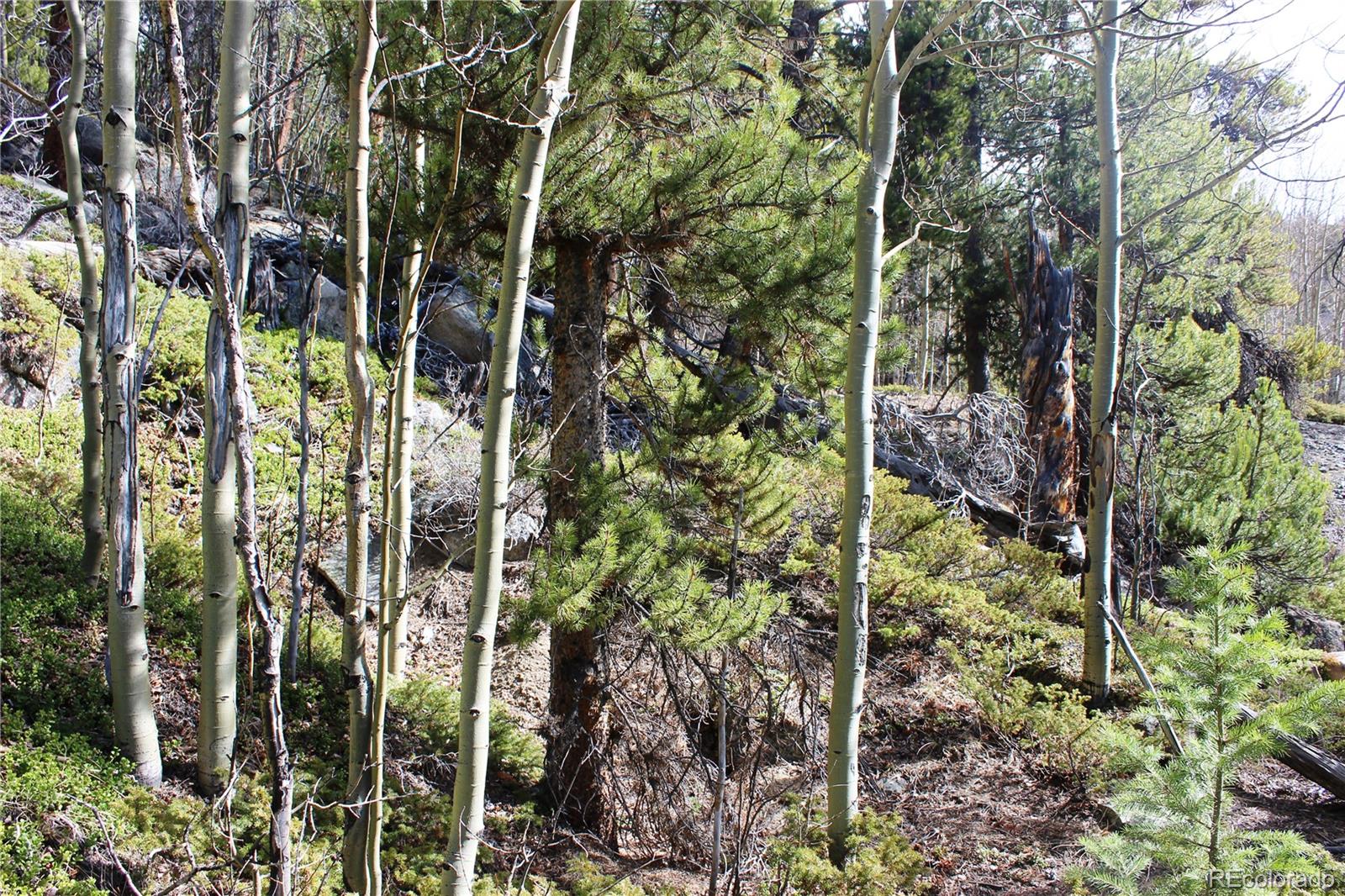 4-2 Lamartine Road Idaho Springs, CO 80452 - Photo 11 of 23 a view of forest