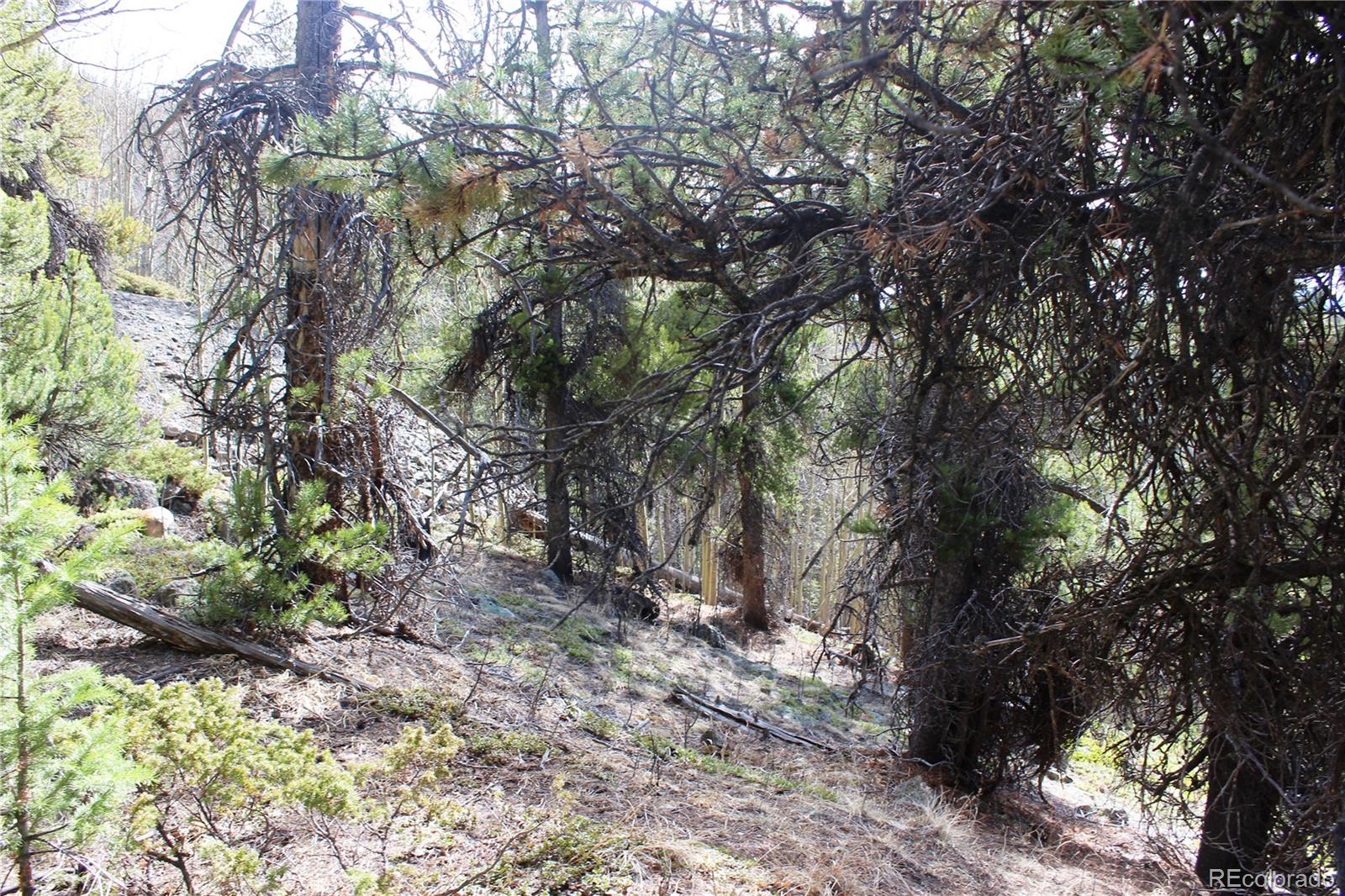 4-2 Lamartine Road Idaho Springs, CO 80452 - Photo 12 of 23 a view of a tree