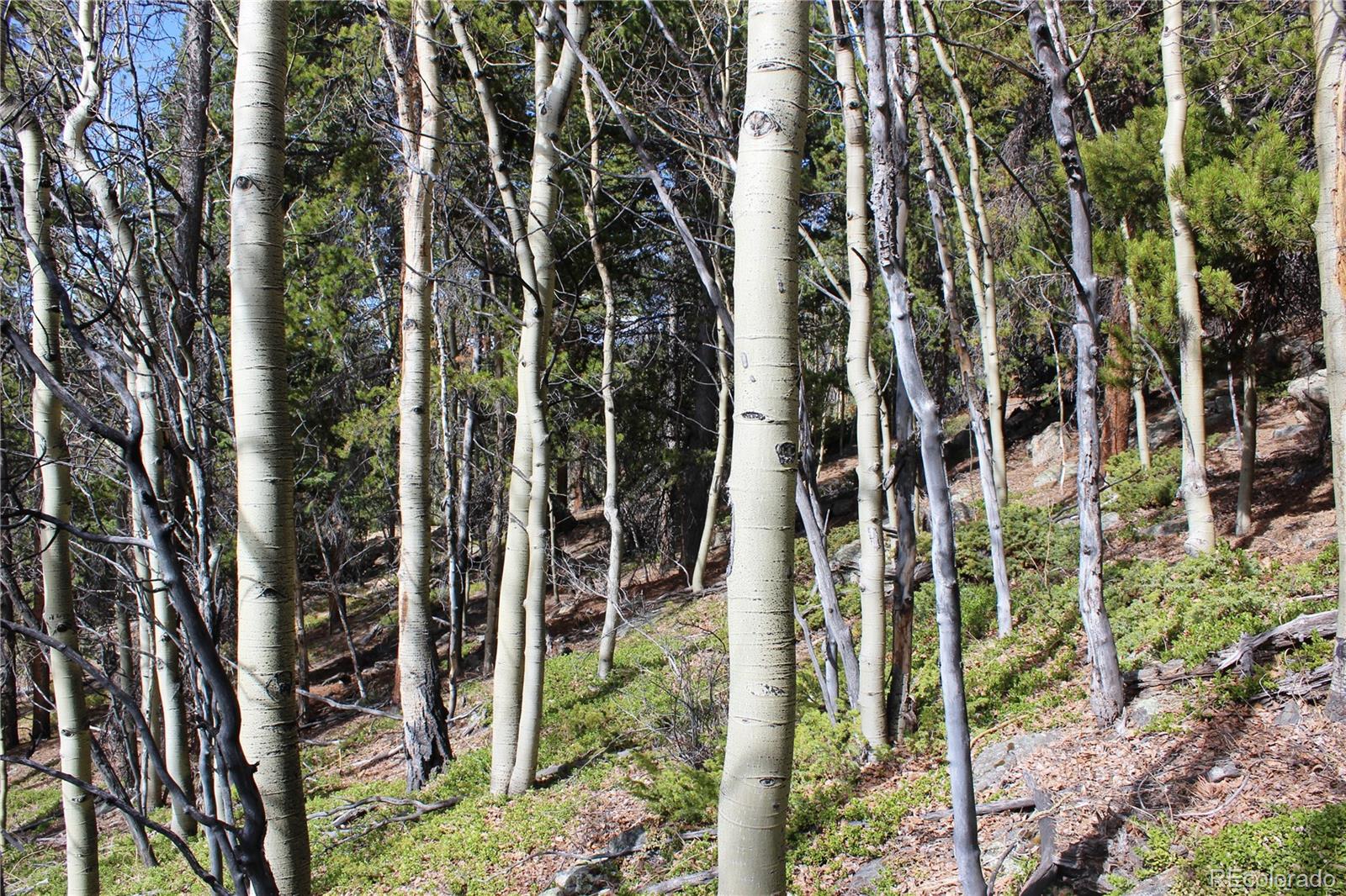 4-2 Lamartine Road Idaho Springs, CO 80452 - Photo 14 of 23