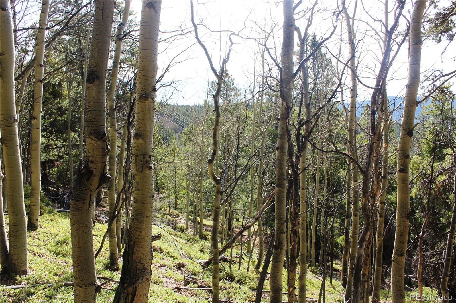 4-2 Lamartine Road Idaho Springs, CO 80452 - Photo 16 of 23 a view of a forest filled with trees