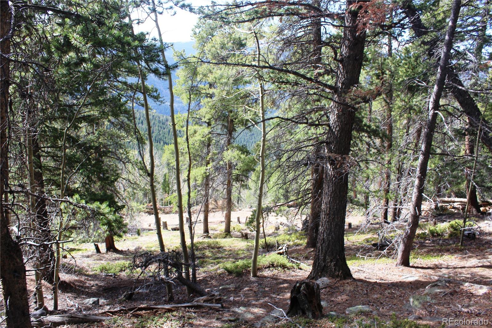 4-2 Lamartine Road Idaho Springs, CO 80452 - Photo 17 of 23 a view of a yard with large trees