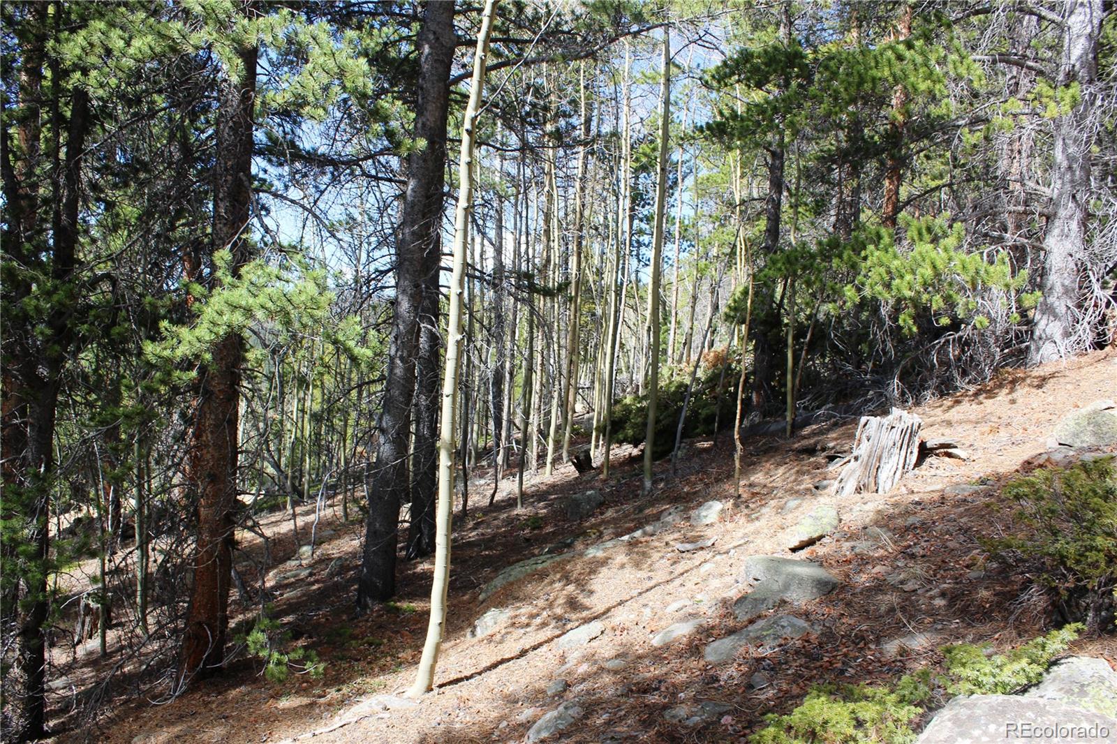 4-2 Lamartine Road Idaho Springs, CO 80452 - Photo 18 of 23 a view of a forest with trees