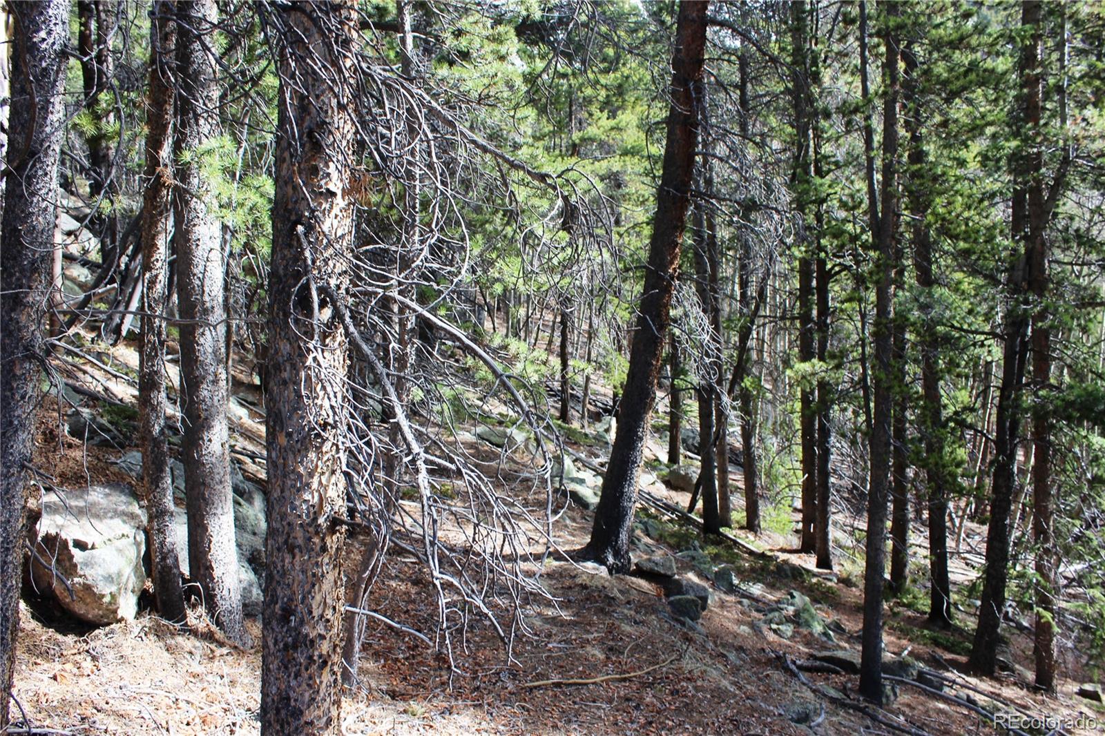 4-2 Lamartine Road Idaho Springs, CO 80452 - Photo 2 of 23 a view of a trees
