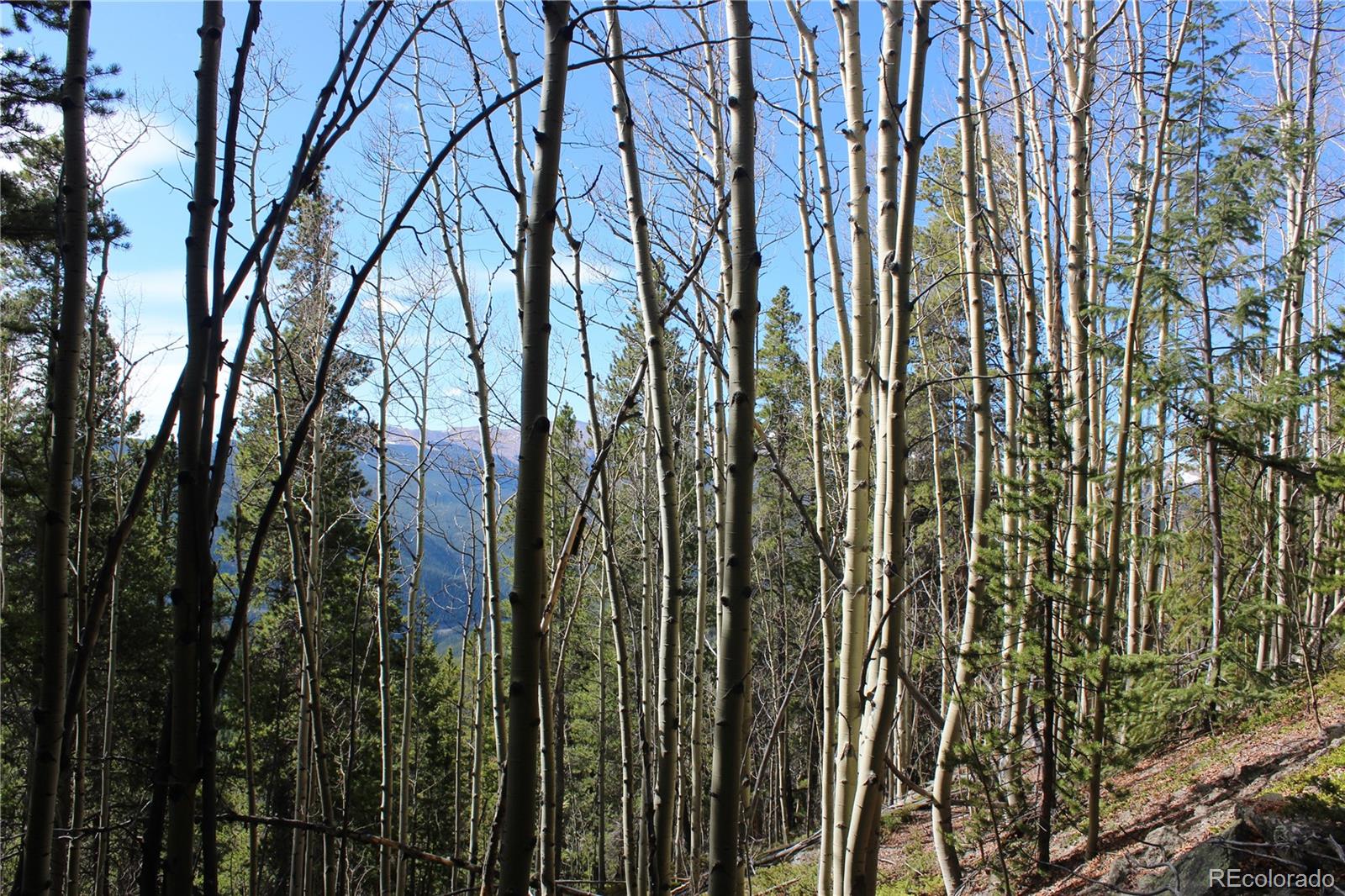 4-2 Lamartine Road Idaho Springs, CO 80452 - Photo 3 of 23 a view of a yard with plants and trees