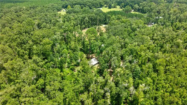 a view of a lush green forest