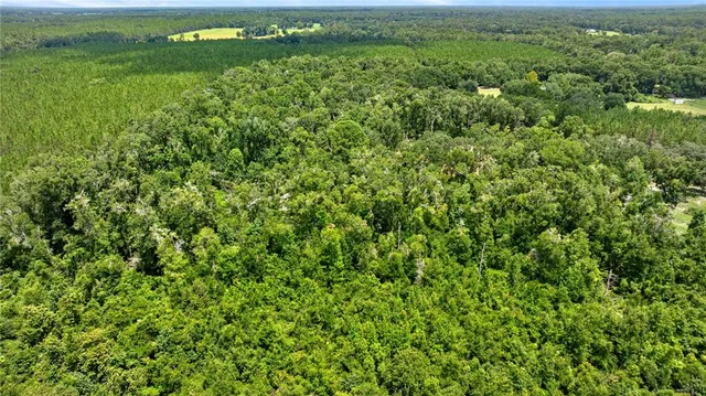 a view of a lush green space