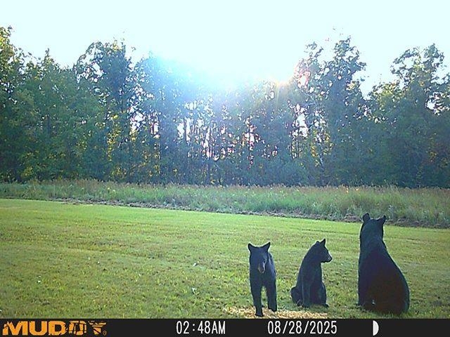 0 Holst Road Pittsville, WI 54466 - Photo 16 of 18