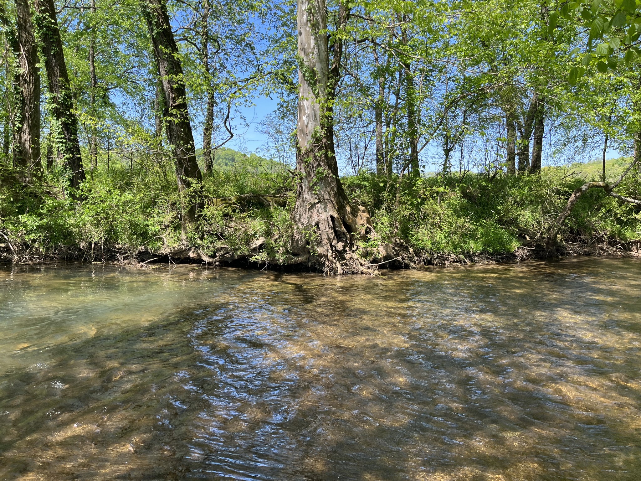4768 Stella Road Prospect, TN 38477 - Photo 28 of 33 a view of a house with large trees