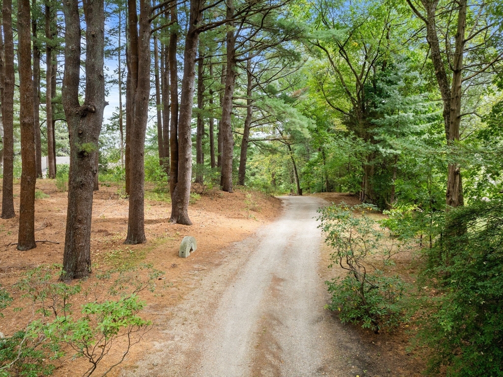660 South Street Needham, MA 02492 - Photo 13 of 23 a view of a yard with plants and trees
