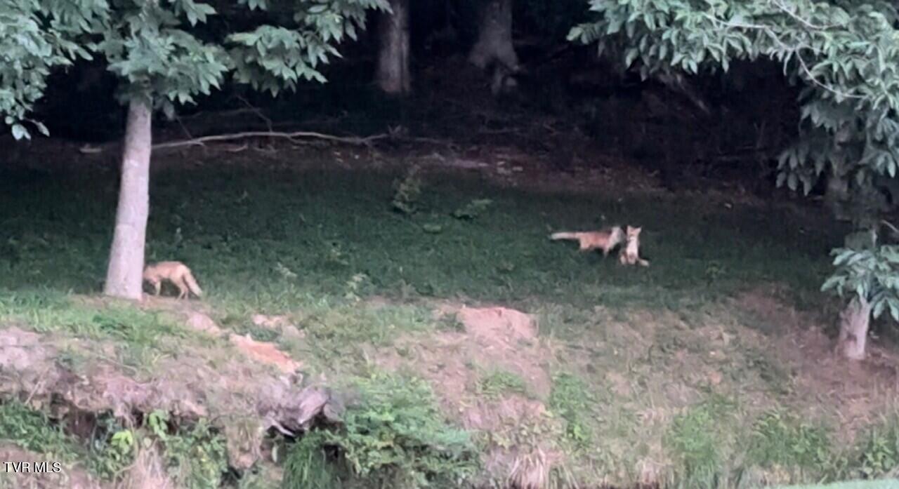 375 Middle Creek Road Afton, TN 37616 - Photo 86 of 119 Foxes 02