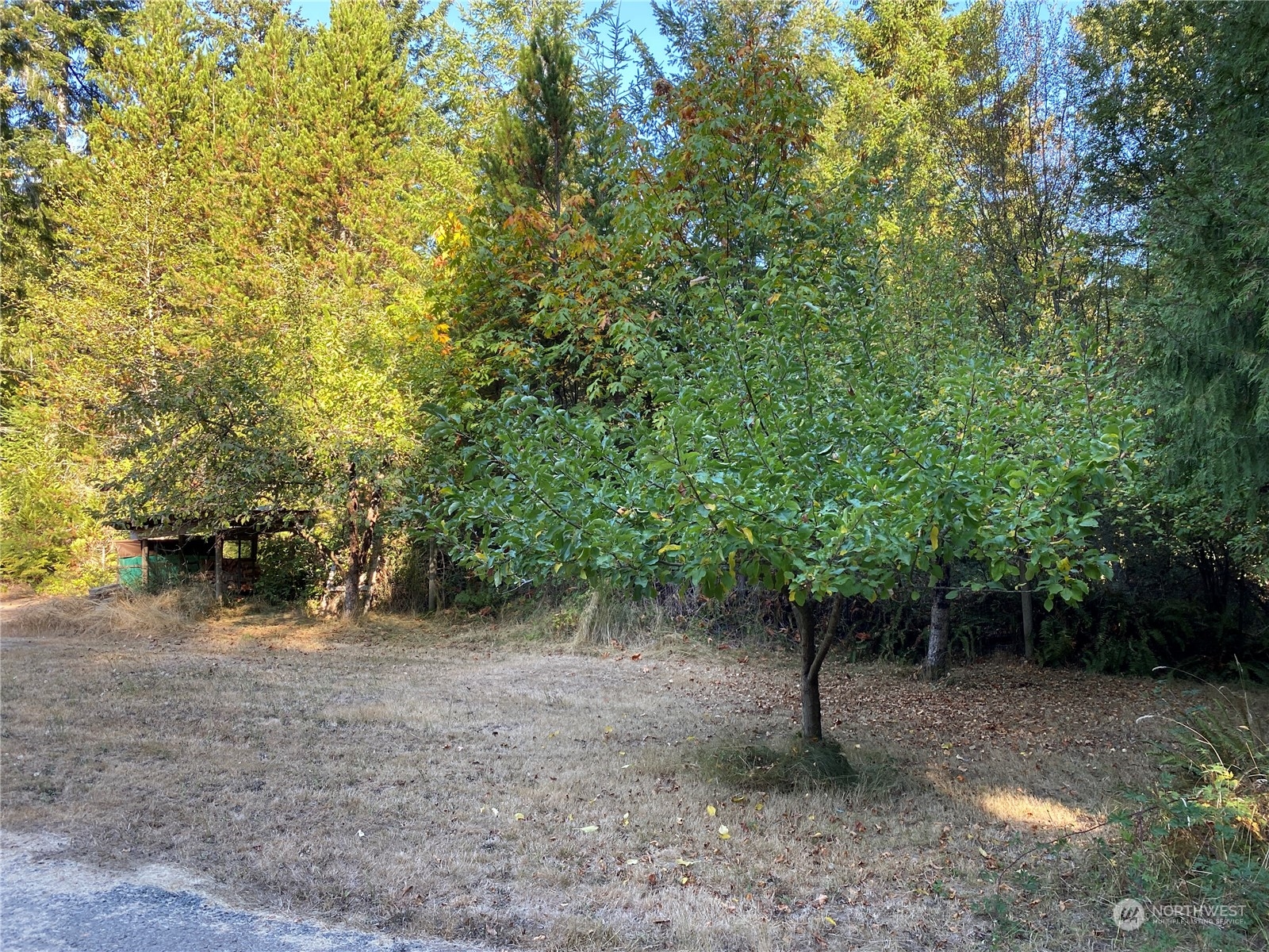 1425 East Victor Road Belfair, WA 98528 - Photo 8 of 19 a view of a forest with trees in the background