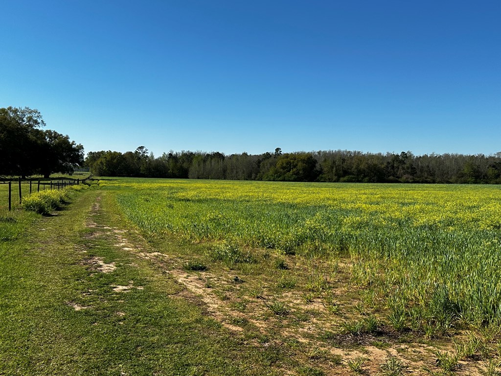 31.5-acres Ramer Loop Cottonwood, AL 36320 - Photo 9 of 13