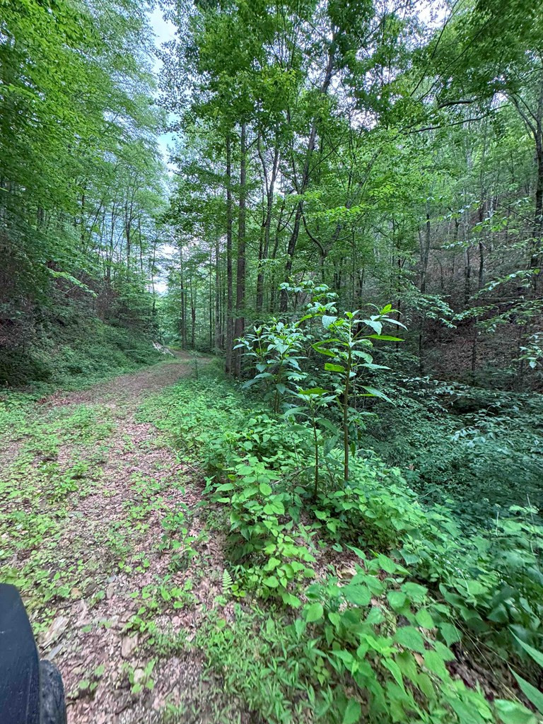 88-acres Bolden Branch Road Andrews, NC 28901 - Photo 32 of 34