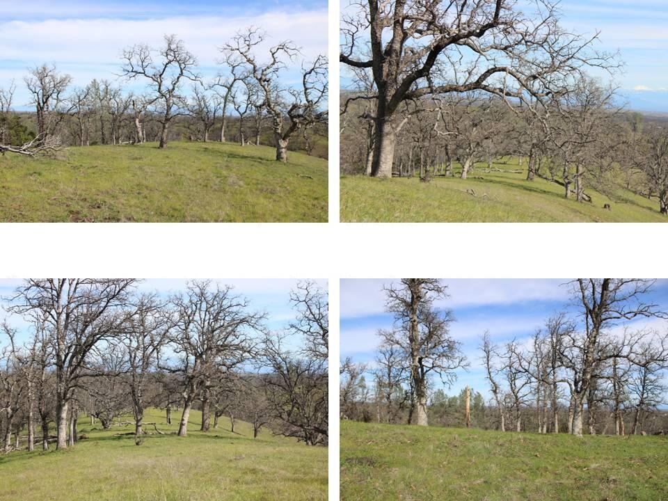 11500 Cool Spring Court Red Bluff, CA 96080 - Photo 3 of 15 Property for Sale - 021-150-026 - Kimber