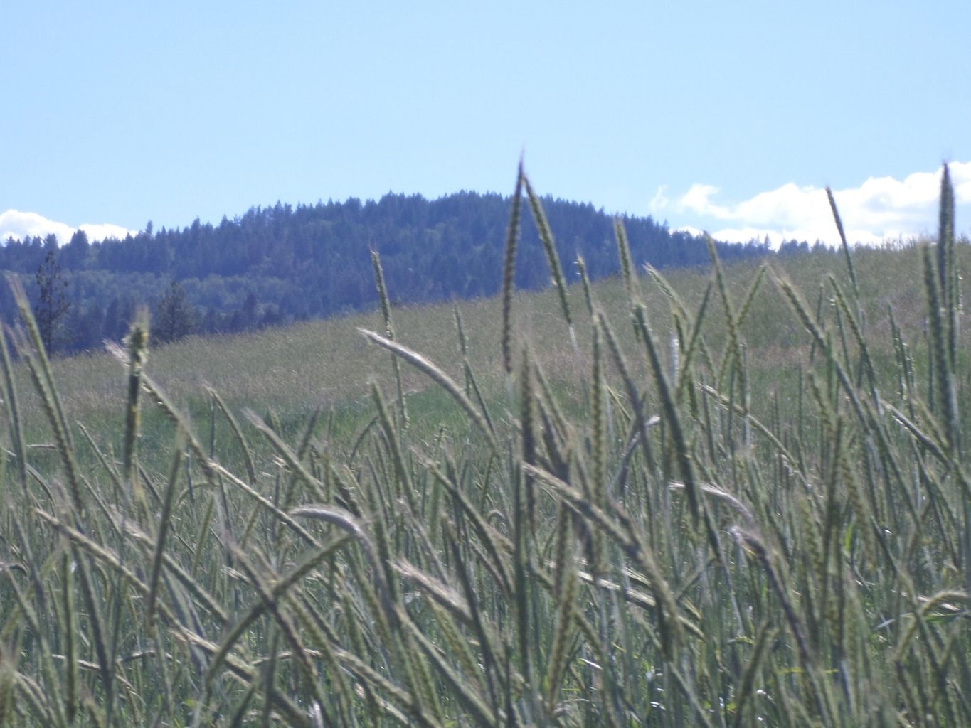 36 Windy Ridge Lane Kettle Falls, WA 99141 - Photo 40 of 50