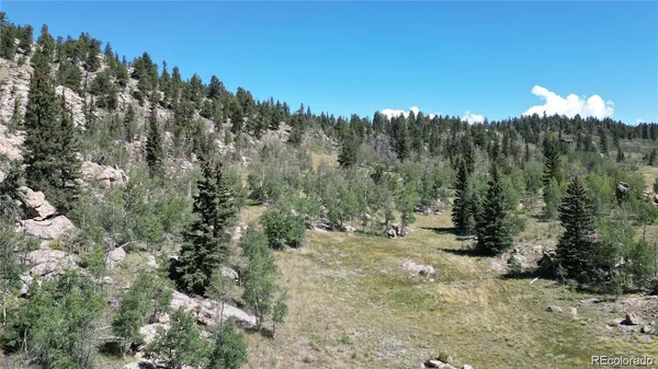 a view of a forest with trees in the background