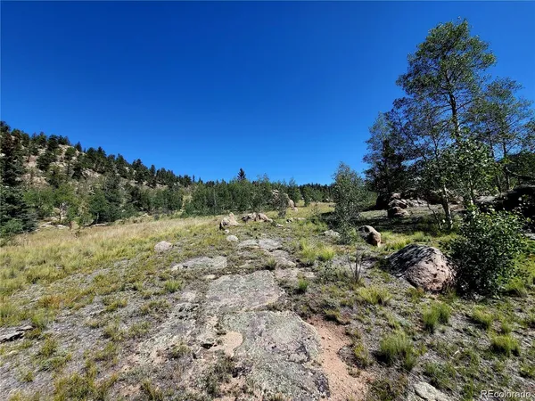 a view of a forest with a tree in the background