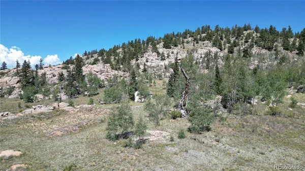 a view of a forest with a tree in the background