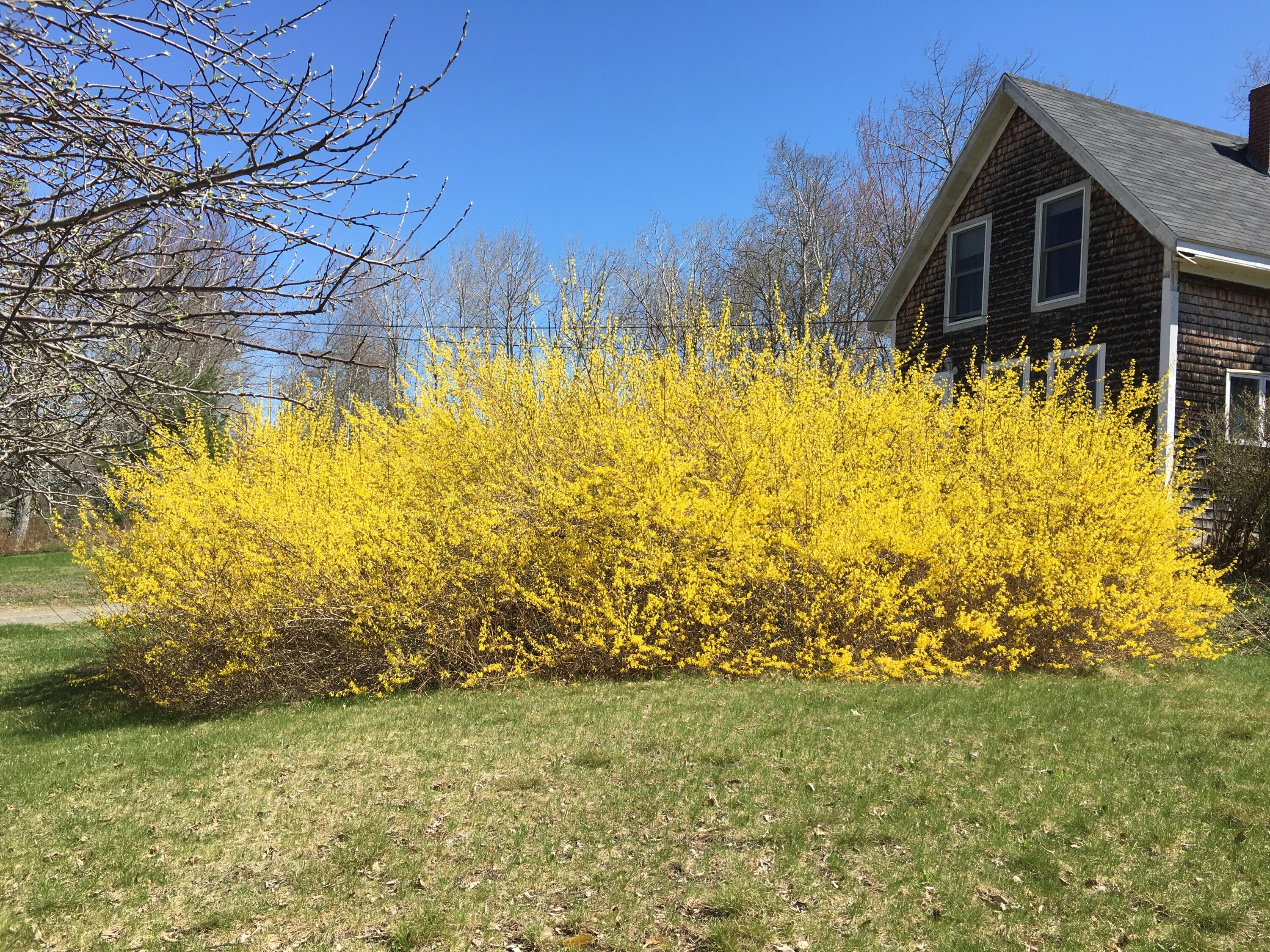 1099 Meadow Pond Road Islesboro, ME 04848 - Photo 12 of 44 Frontyard