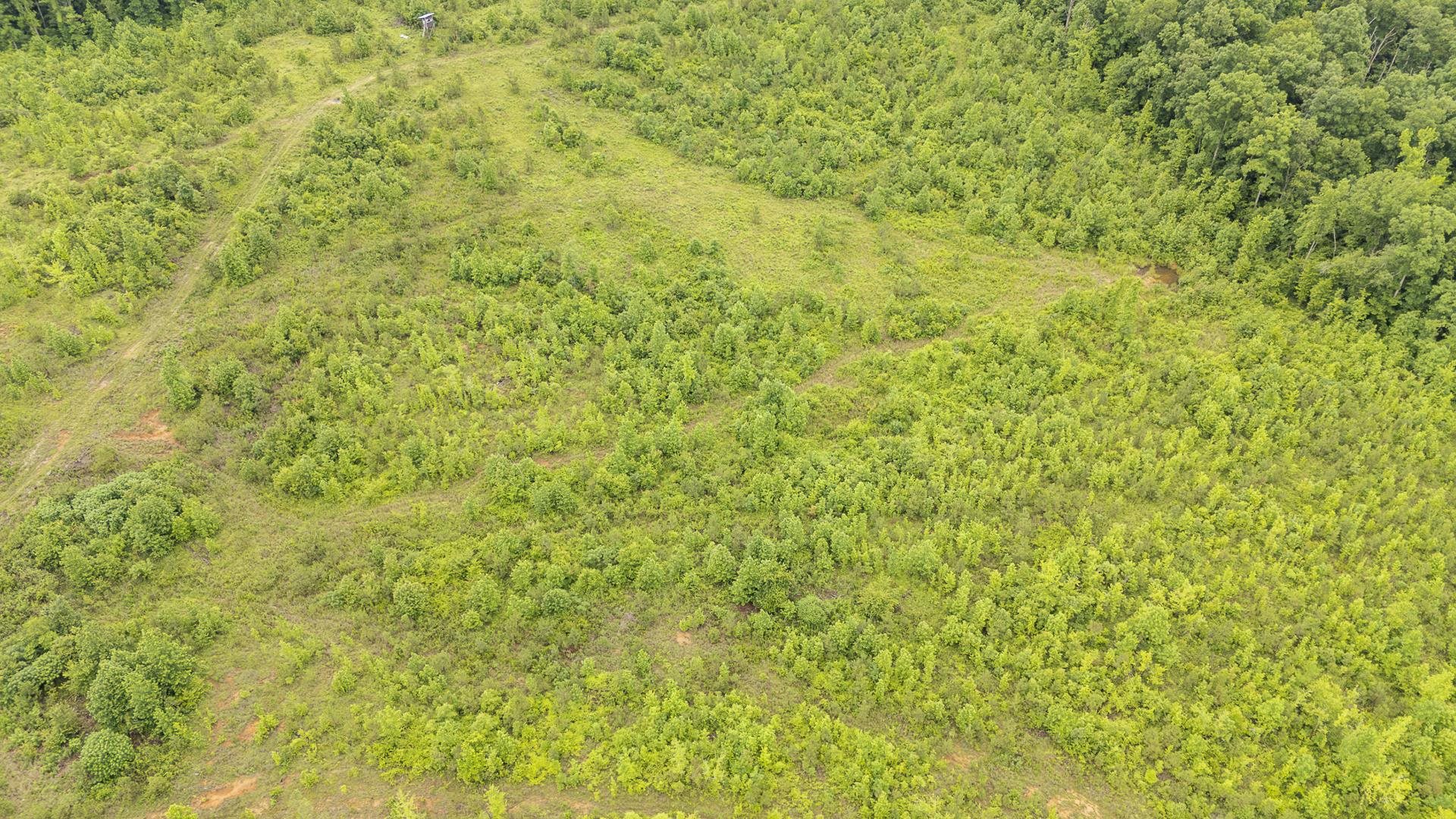 0 Leapwood Enville Road Adamsville, TN 38310 - Photo 26 of 38 a view of a big yard with plants and wooden floor