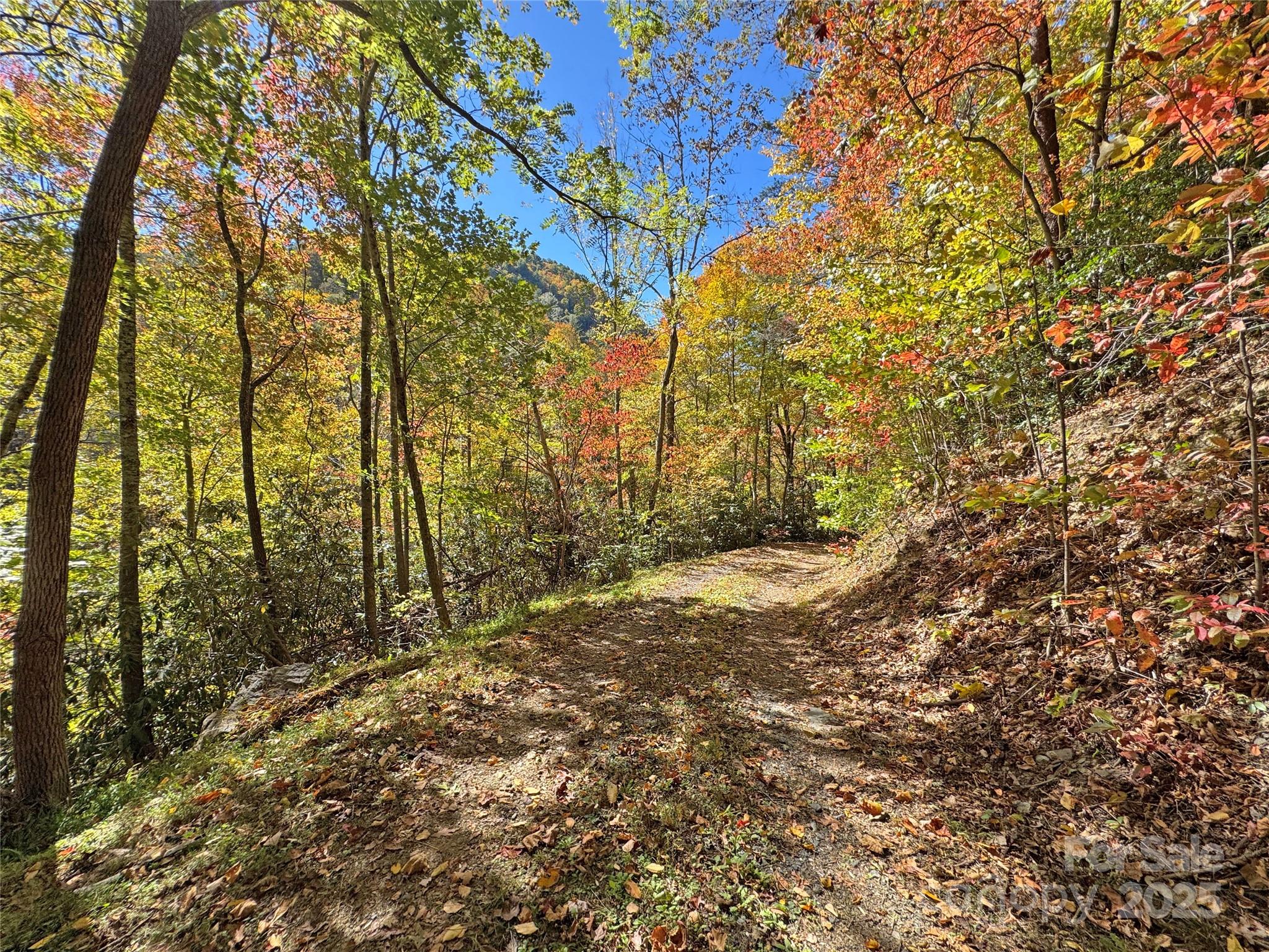 1622 Meadow Fork Road Hot Springs, NC 28743 - Photo 30 of 31 a view of a yard with trees