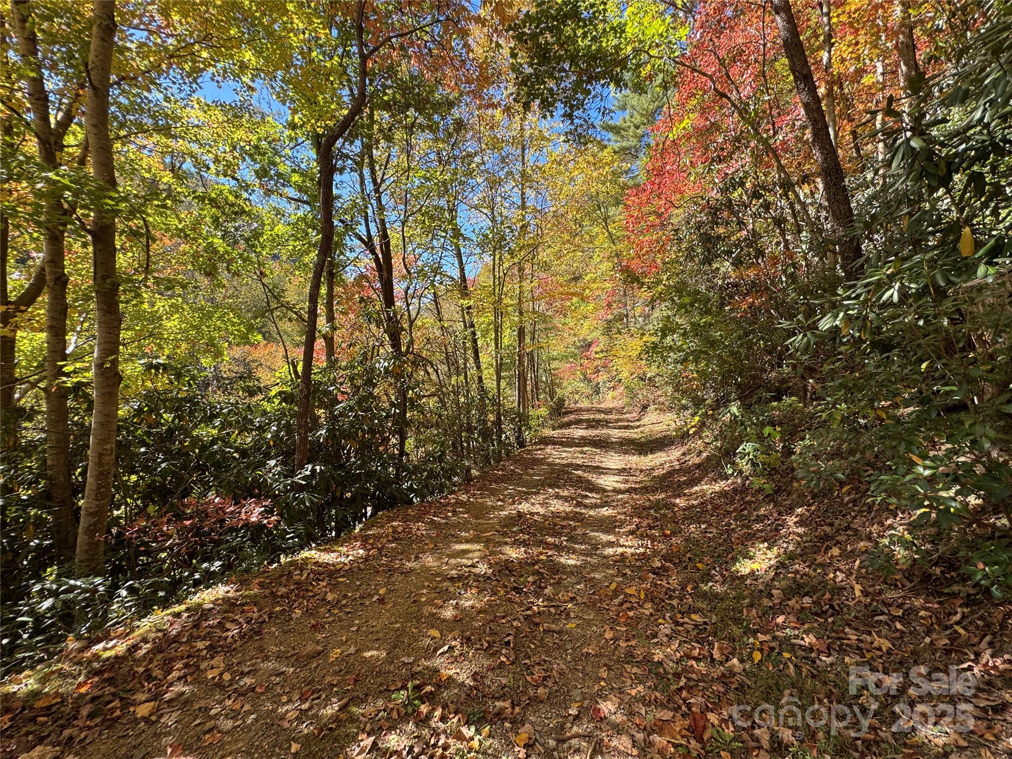 1622 Meadow Fork Road Hot Springs, NC 28743 - Photo 31 of 31 a view of a tree