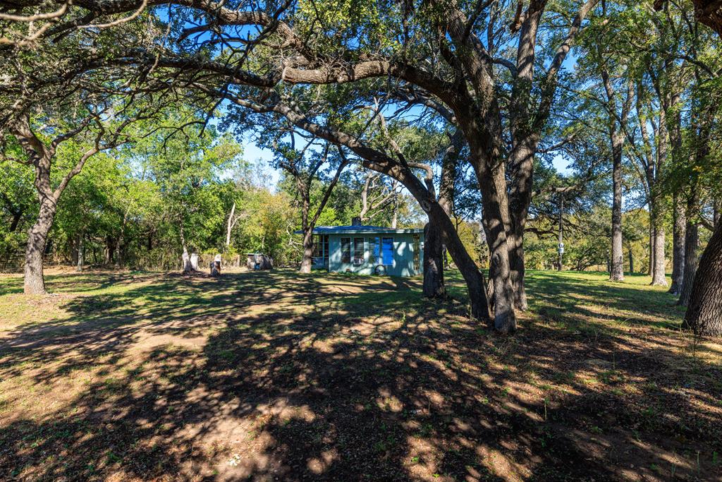 a view of a tree in the middle of a yard