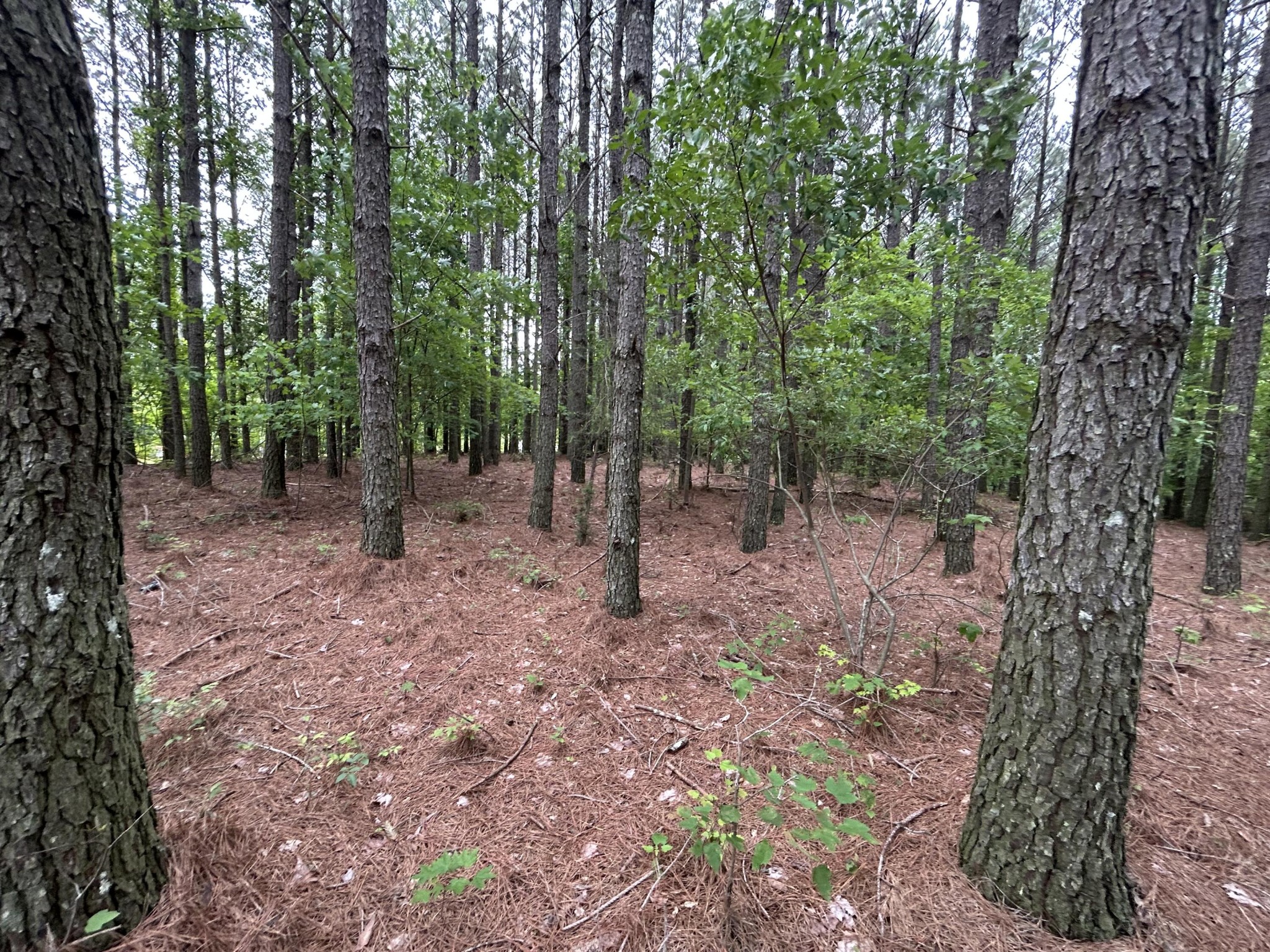 1771 Crockett Point Jasper, TN 37347 - Photo 13 of 40 a view of a forest with trees in the background