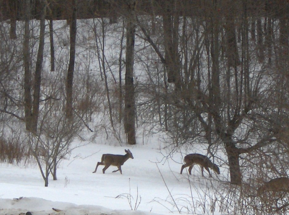 659 Kirchner Road Dalton, MA 01226 - Photo 17 of 18 A haven for wildlife