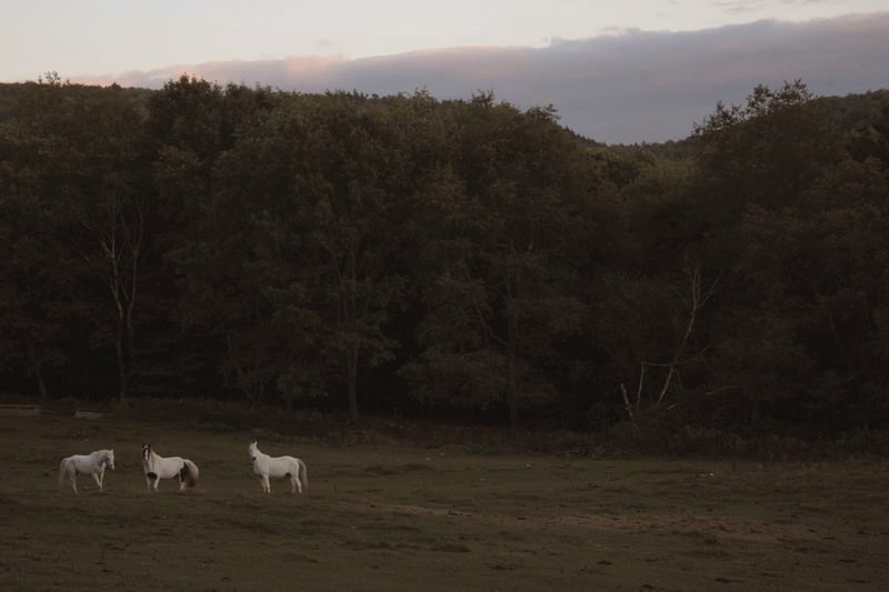 659 Kirchner Road Dalton, MA 01226 - Photo 5 of 18 The pasture