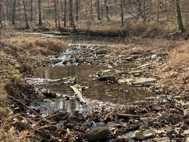 a view of a yard with large trees