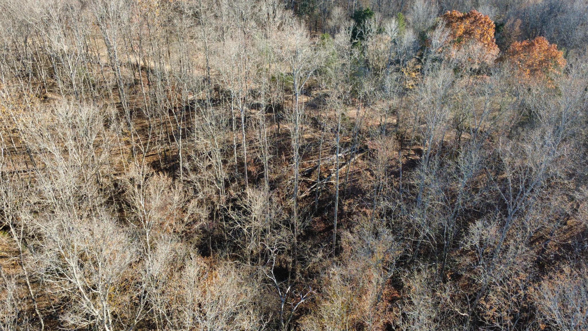 298 Leonard Jackson Road Waynesboro, TN 38485 - Photo 58 of 100