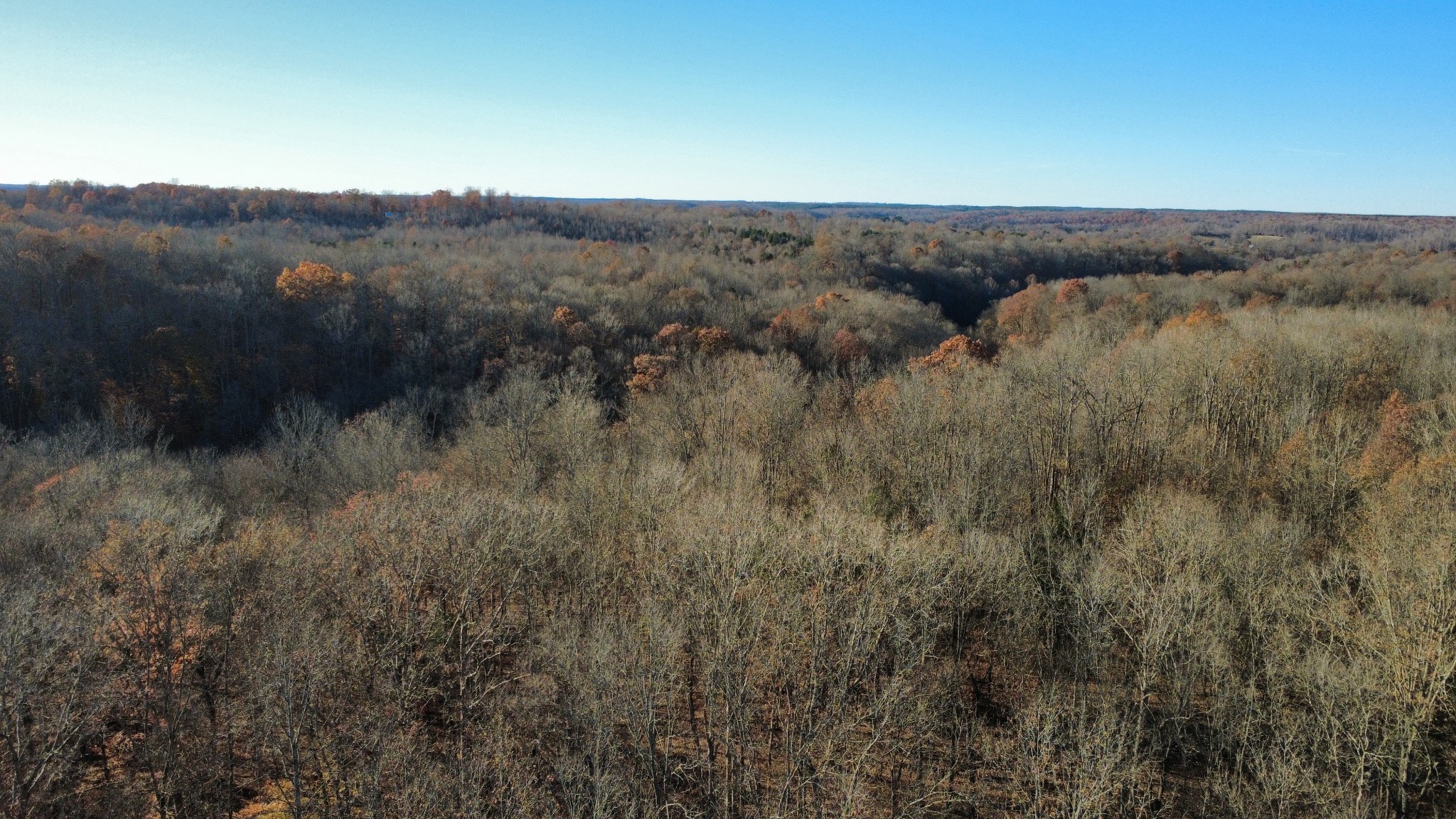 298 Leonard Jackson Road Waynesboro, TN 38485 - Photo 60 of 100 a view of a lush green forest with a mountain in the background