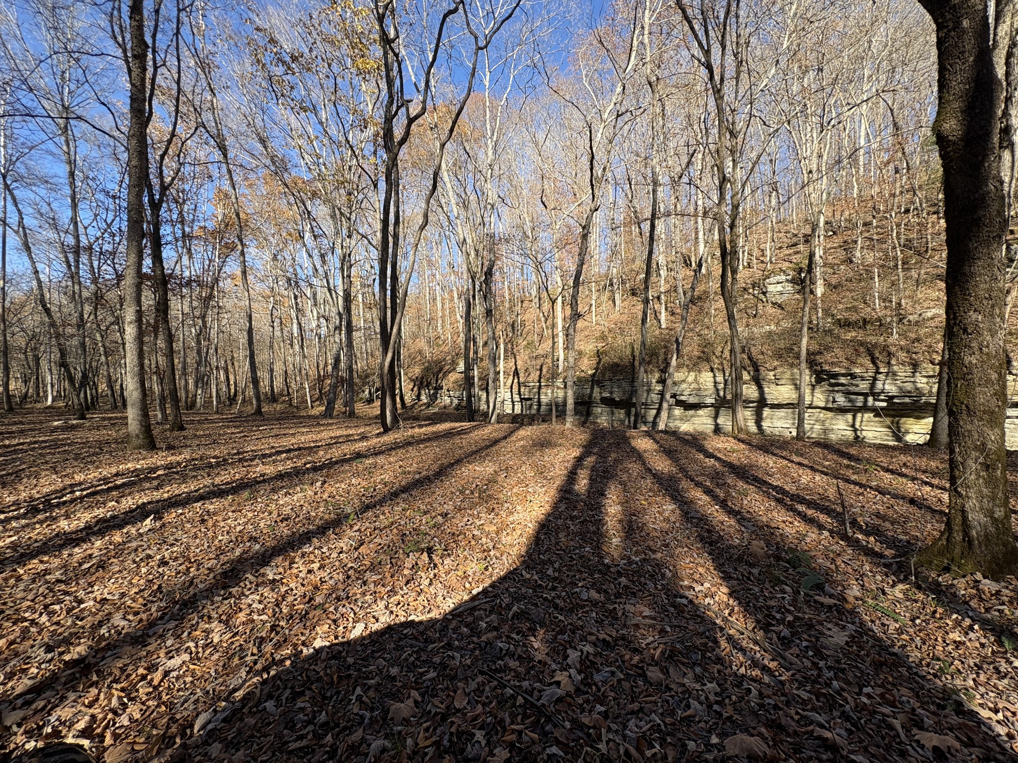 298 Leonard Jackson Road Waynesboro, TN 38485 - Photo 69 of 100 a view of a yard with large trees