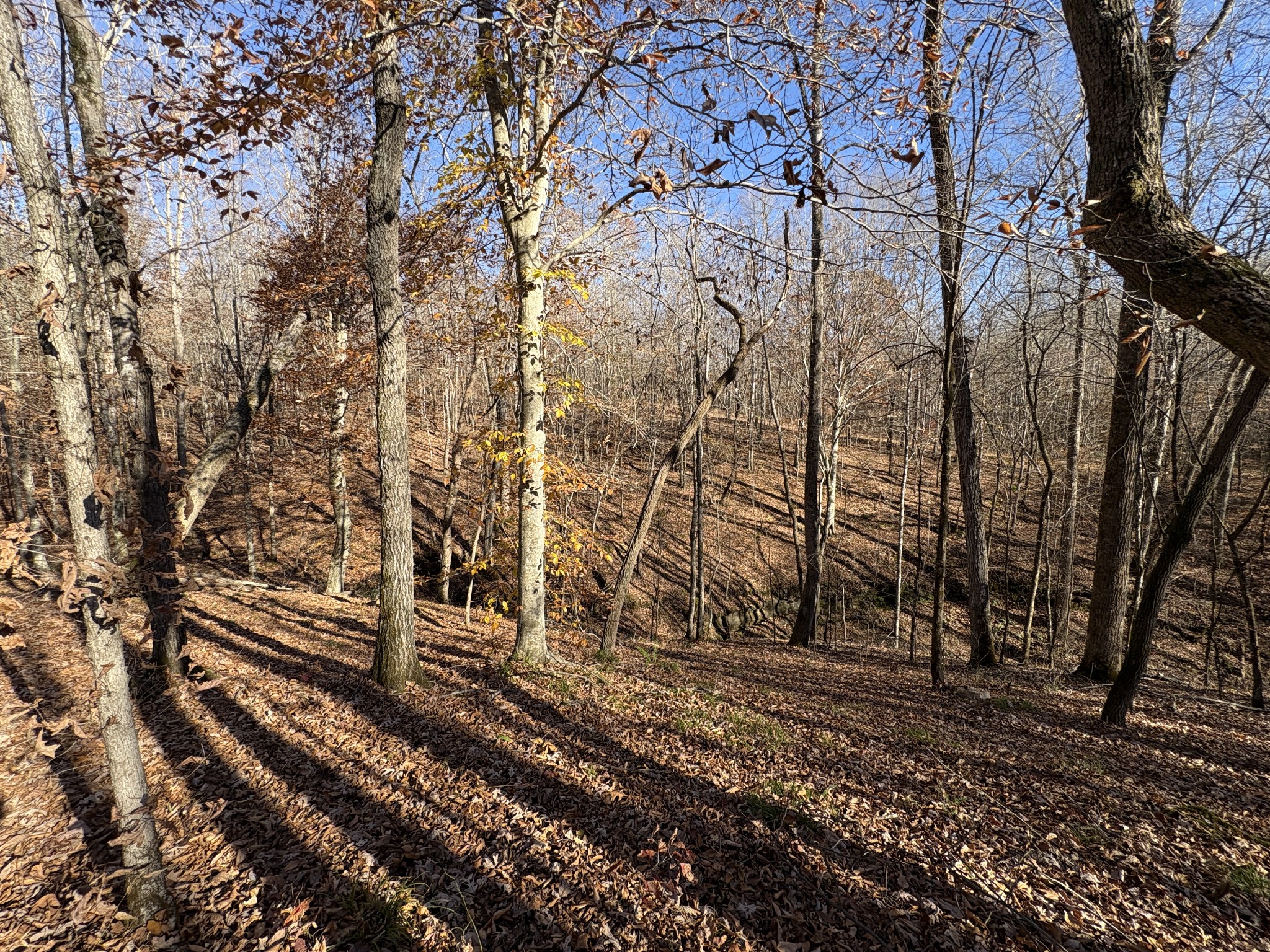298 Leonard Jackson Road Waynesboro, TN 38485 - Photo 83 of 100 a view of a yard with large trees